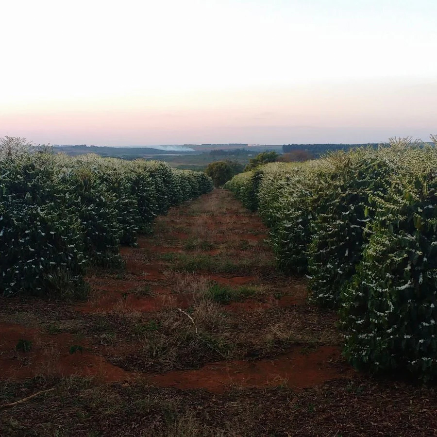 The Barn - Brazil Chapadao Anaerobic Filter 250 g