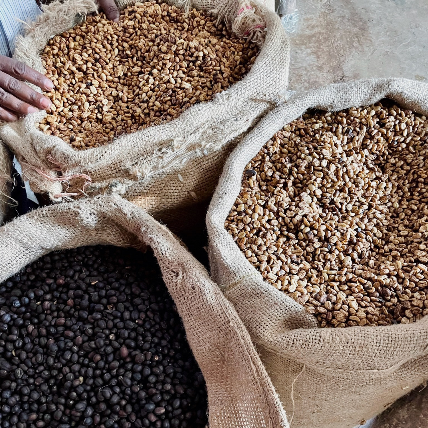 The Barn - Ethiopia Summer Coffee Washed Filter 250 g