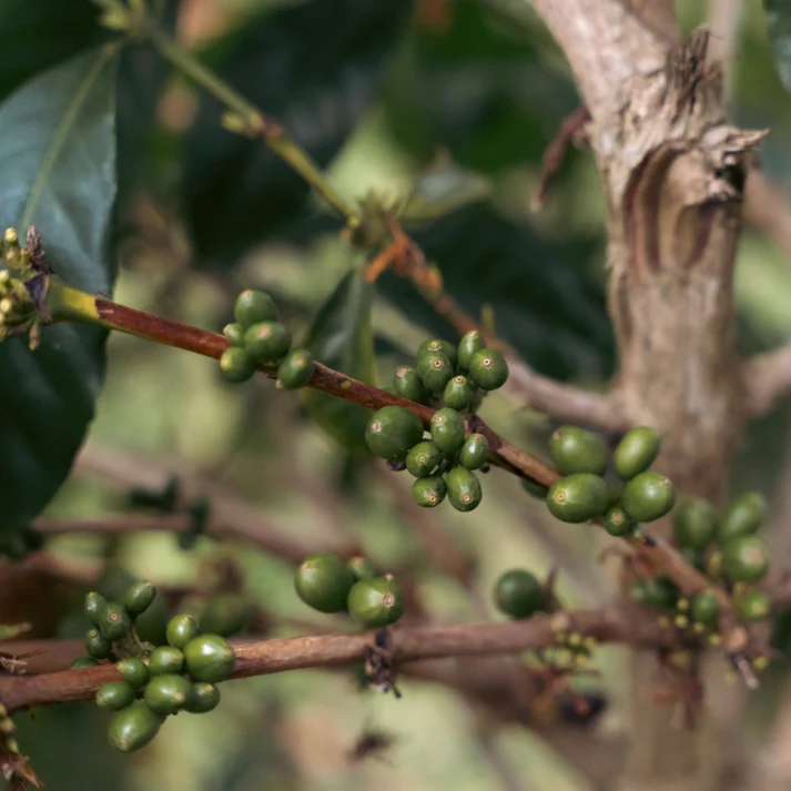 The Barn - Colombia Finca El Faldon Washed Filter 250 g