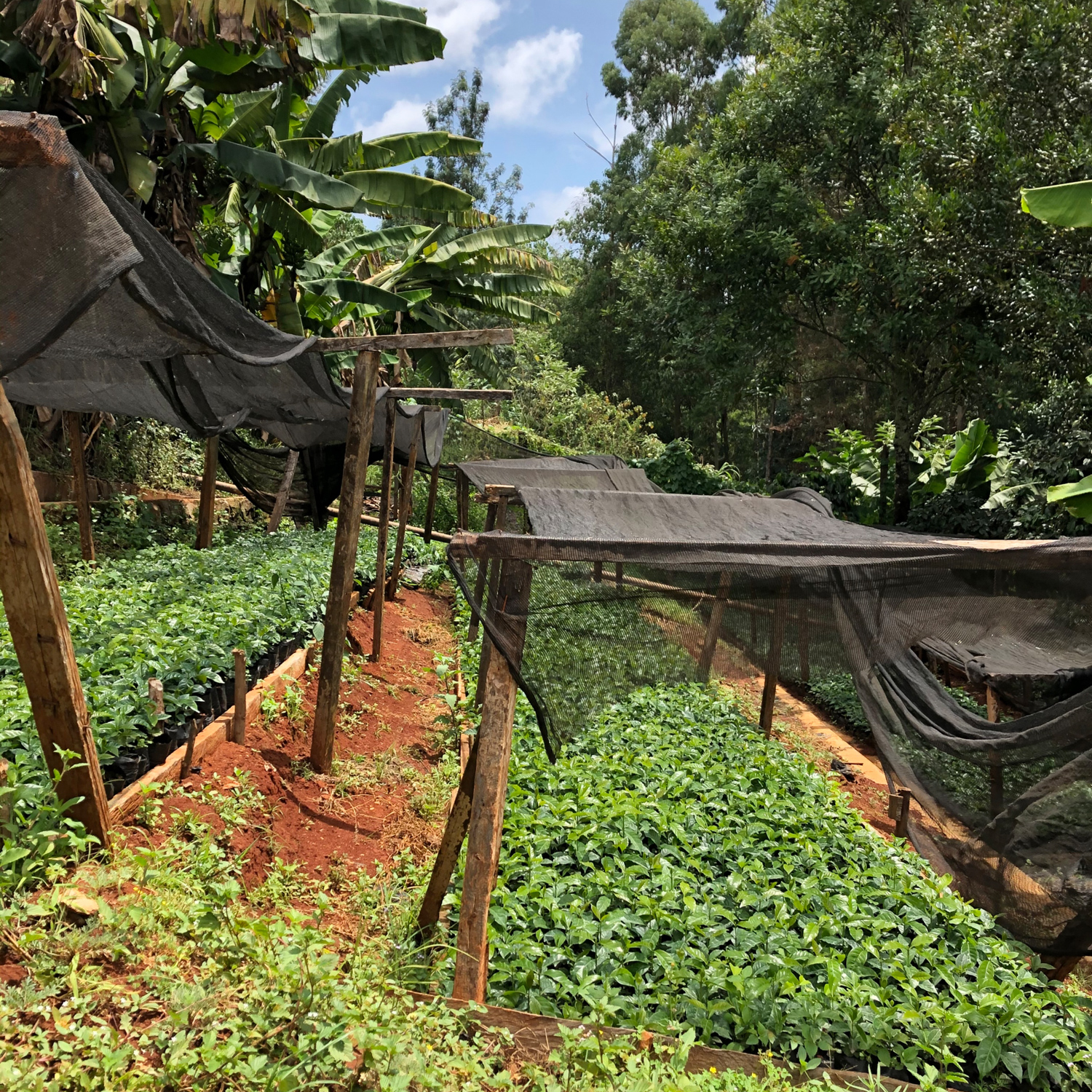 Heresy - kawa ziarnista Kenia Karimikui AA Washed Filter 252 g