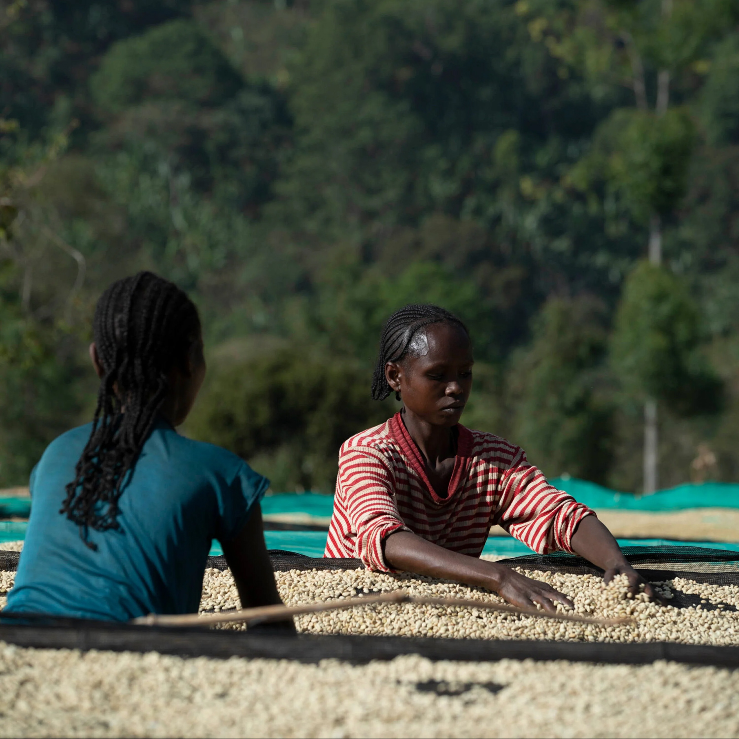 The Barn - kawa ziarnista Etiopia Yirgacheffe Chelbesa Natural Filter 250 g