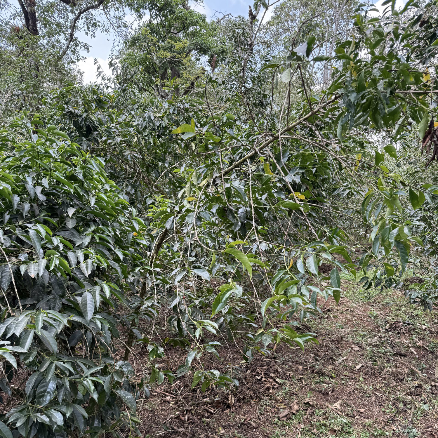 Heresy - Ethiopia Chelbesa Washed Filter 252 g