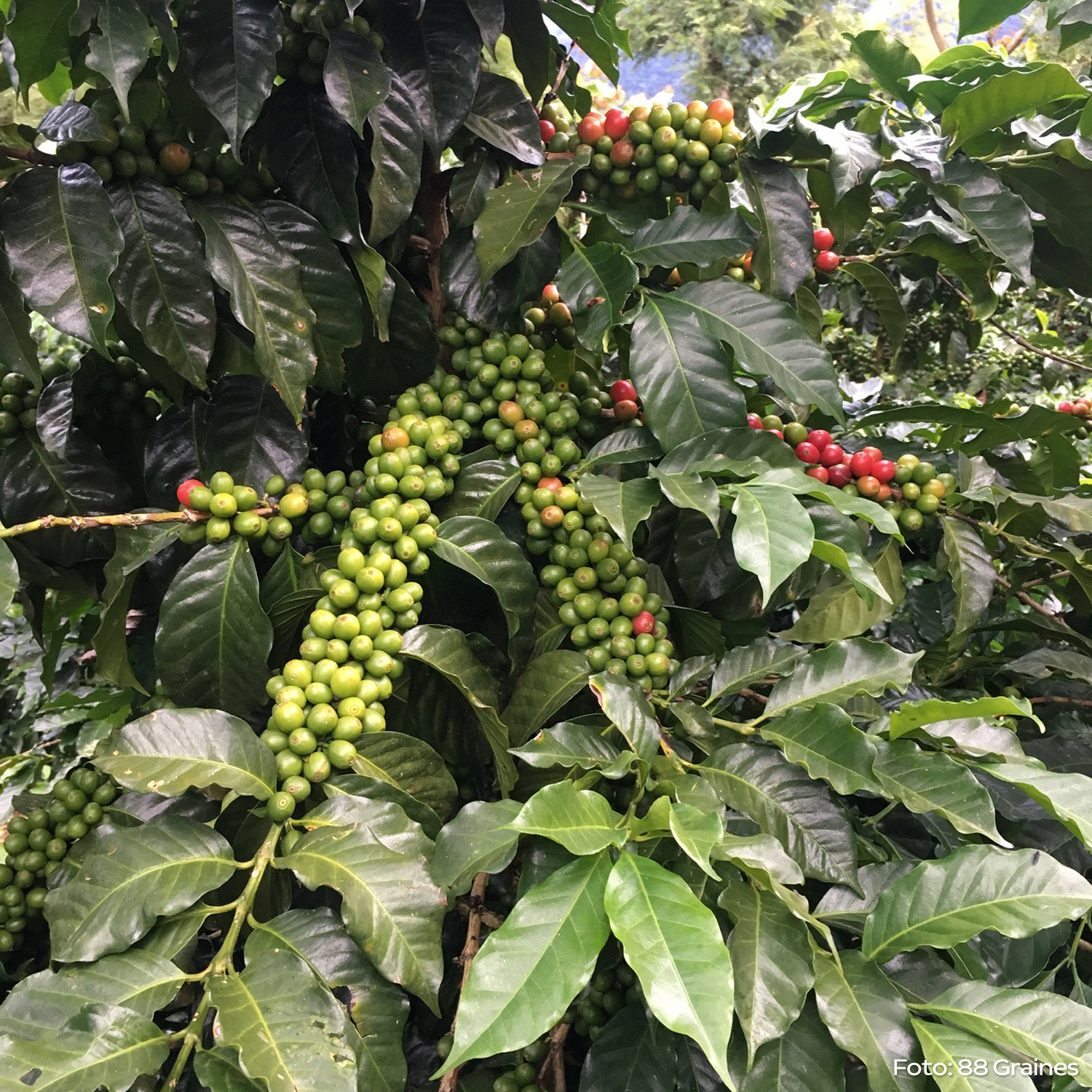 Heresy - Guatemala Huehuetenango La Maravilla Filter 252g