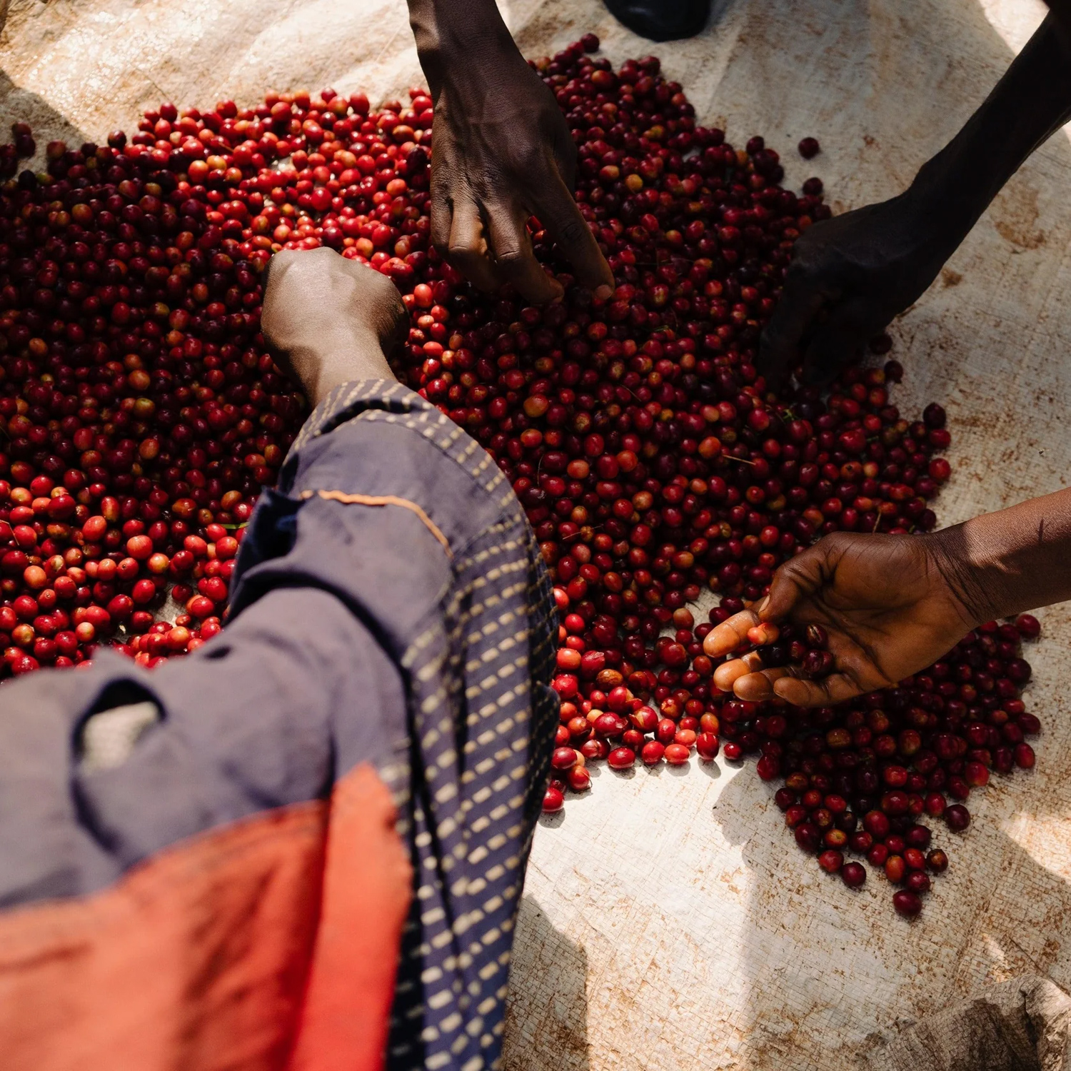 The Barn - kawa ziarnista Burundi Bumba Hill Washed Filter 250 g