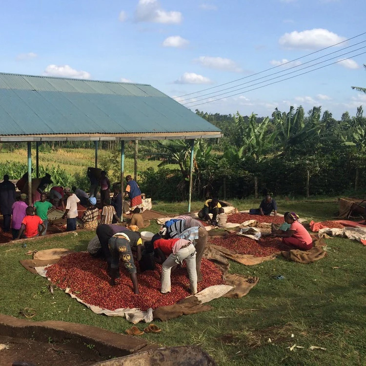 The Barn - Kenya Gachami AA Washed Filter 200 g