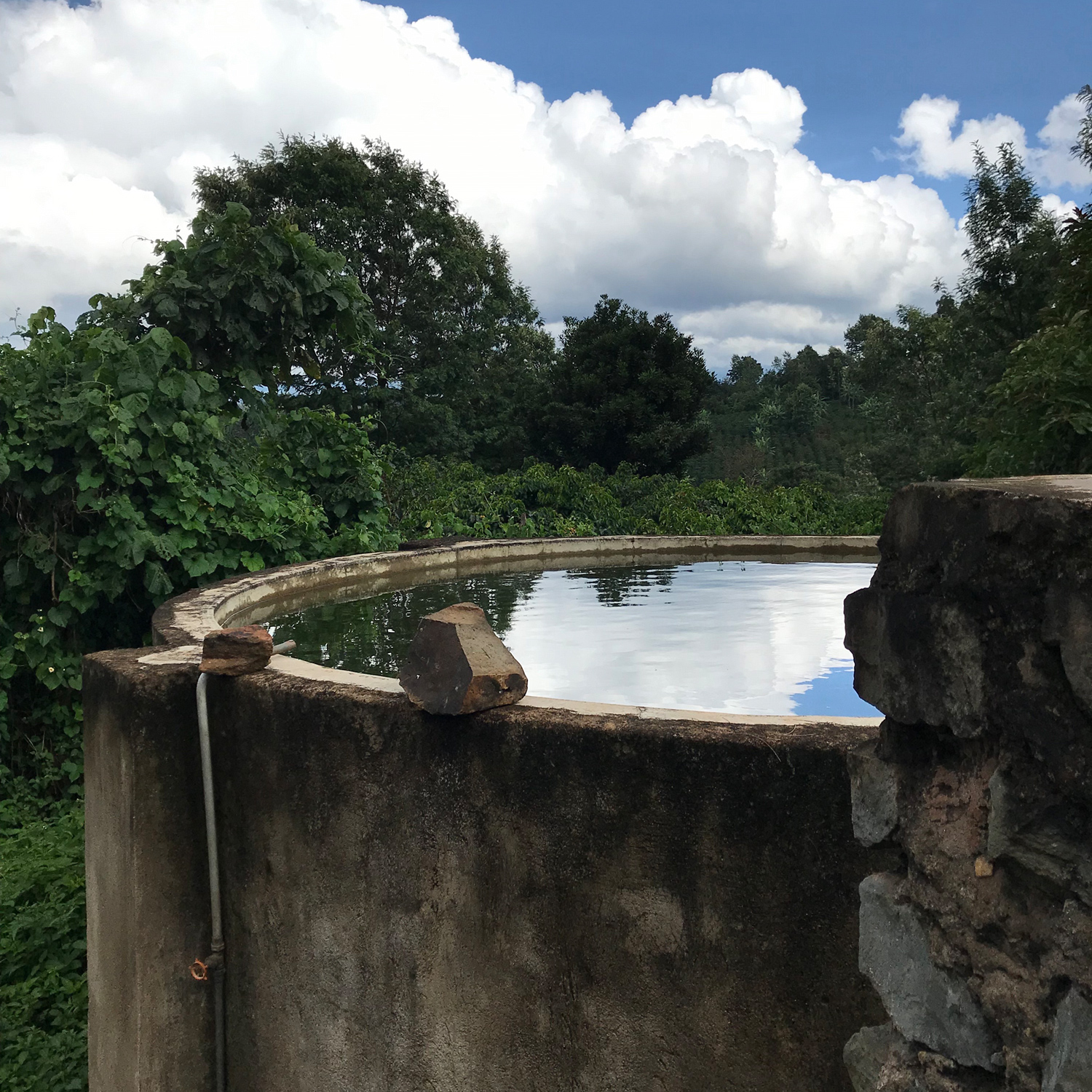 The Barn - kawa ziarnista Kenia Kirinyaga Kiunyu PB Washed Filter 250 g