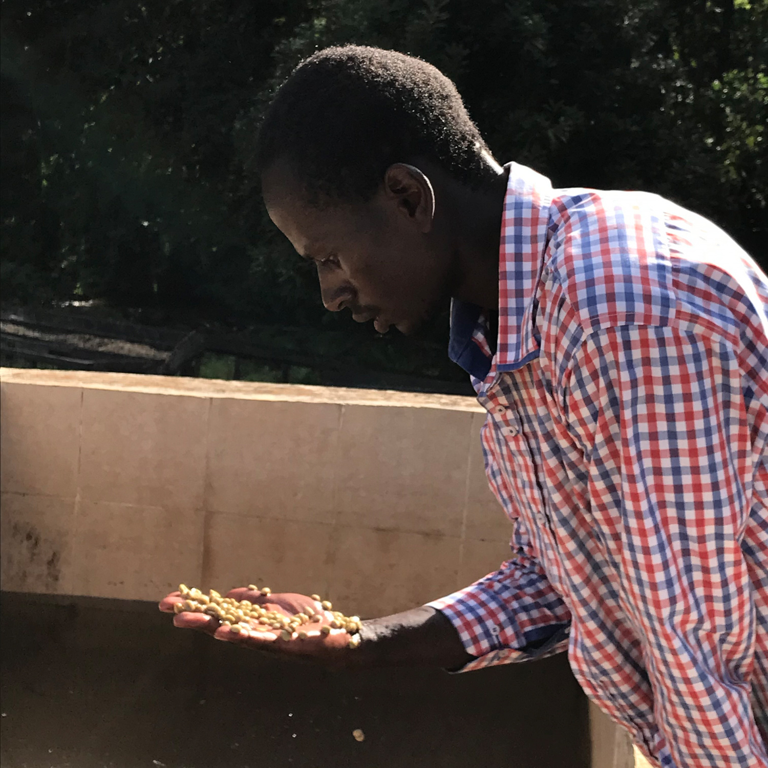 The Barn - kawa ziarnista Kenia Kirinyaga Kiunyu PB Washed Filter 250 g
