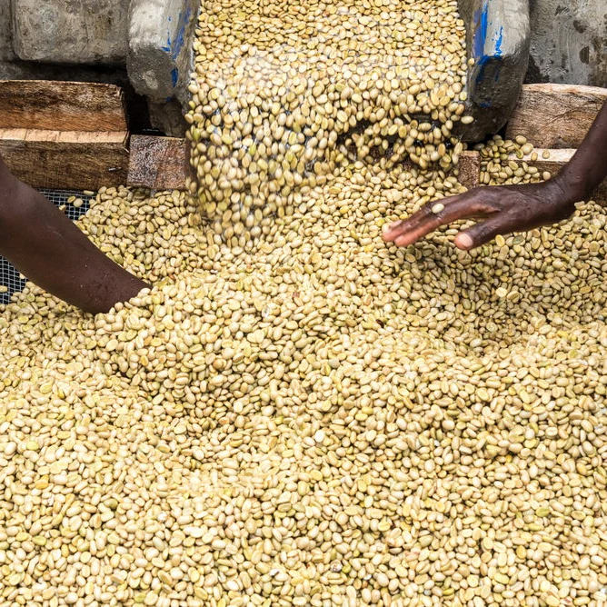 The Barn - kawa ziarnista Kenya Kiangoi AA Washed Filter 250 g