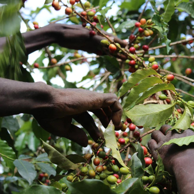 The Barn - kawa ziarnista Kenia Kamwangi AB Washed Filter 250 g