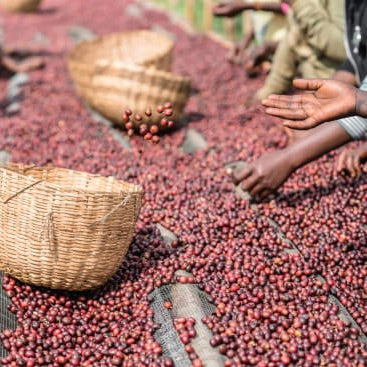 The Barn - kawa ziarnista Ethiopia Mengeche Derso Natural Filter 250 g