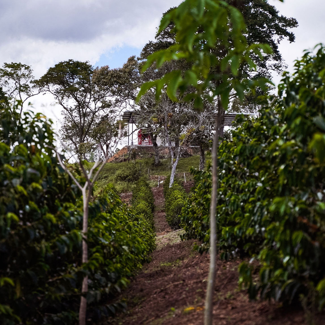 Heresy - kawa ziarnista Kolumbia Area 18 Experimental Washed Filter 252 g