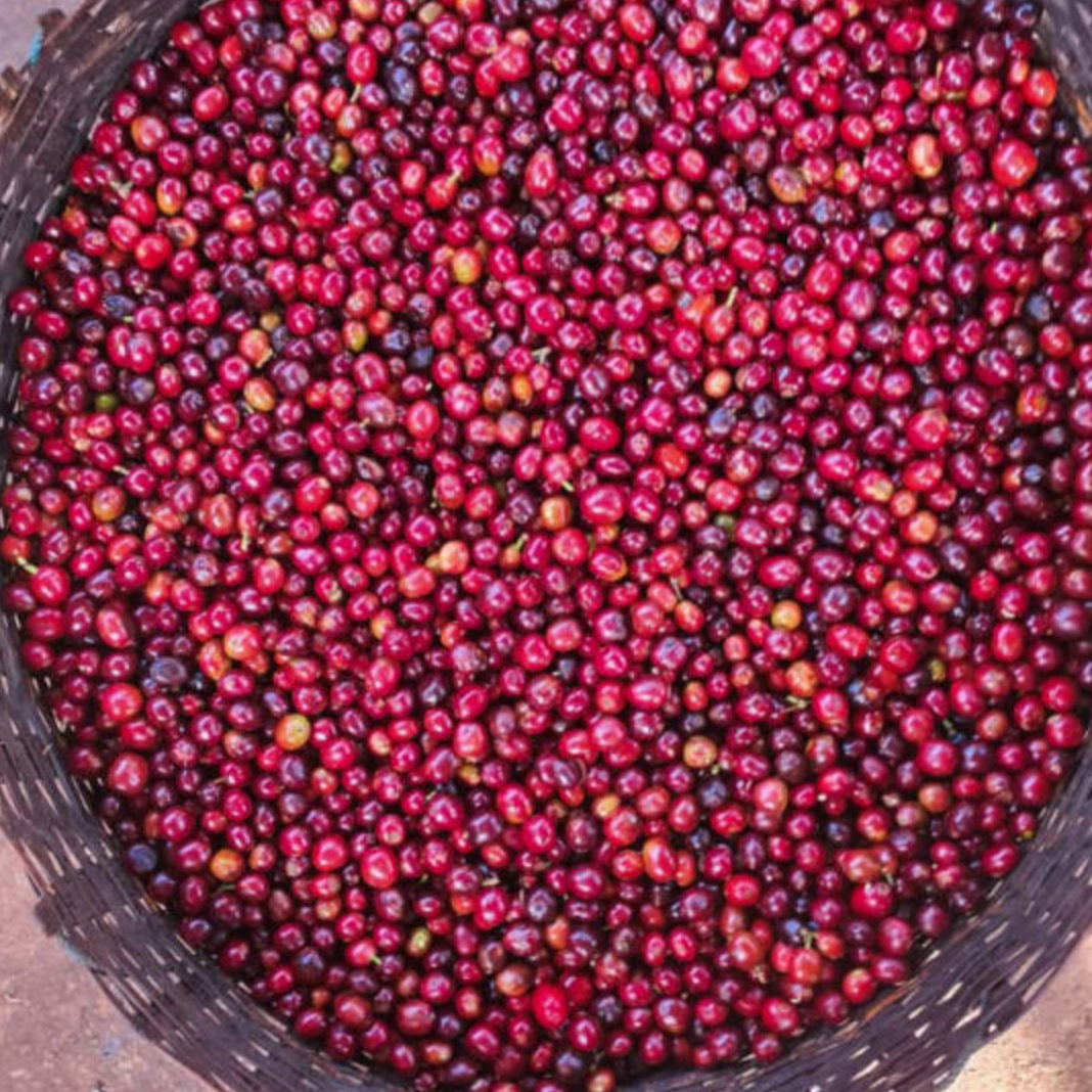 The Barn - Ethiopia Arsosala Reserve Washed Filter 250 g