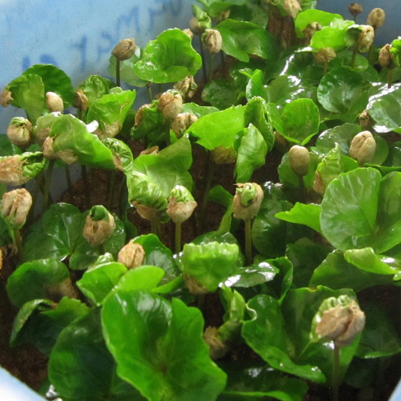 The Barn - Kenya Kii PB Washed Filter 250 g